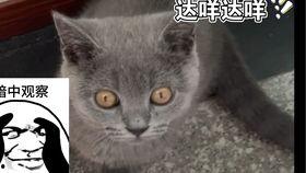 国产猫欺负蓝猫视频播放,蓝猫沦为“笑柄”？视频播放量爆表，网友热议