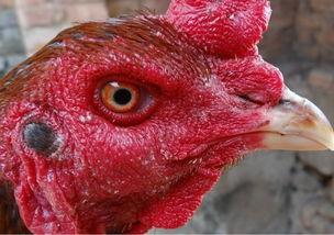 老鸡在线视频国产,老鸡在线视频，引领国产影视新潮流