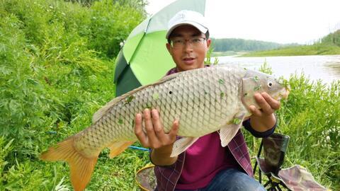 国产黑色鲤鱼视频,视频中的自然魅力与养殖智慧
