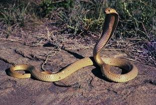 国产蛇一点不能养吗视频 第2张 国产蛇一点不能养吗视频 第2张