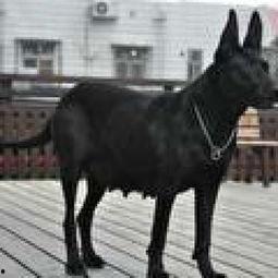 国产魔界黑狼视频大全,国产奇幻巨制视频大全精彩回顾 第1张 国产魔界黑狼视频大全,国产奇幻巨制视频大全精彩回顾 第1张