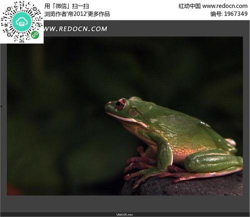 国产青蛙在线视频视频,萌动瞬间，捕捉自然之美  第3张